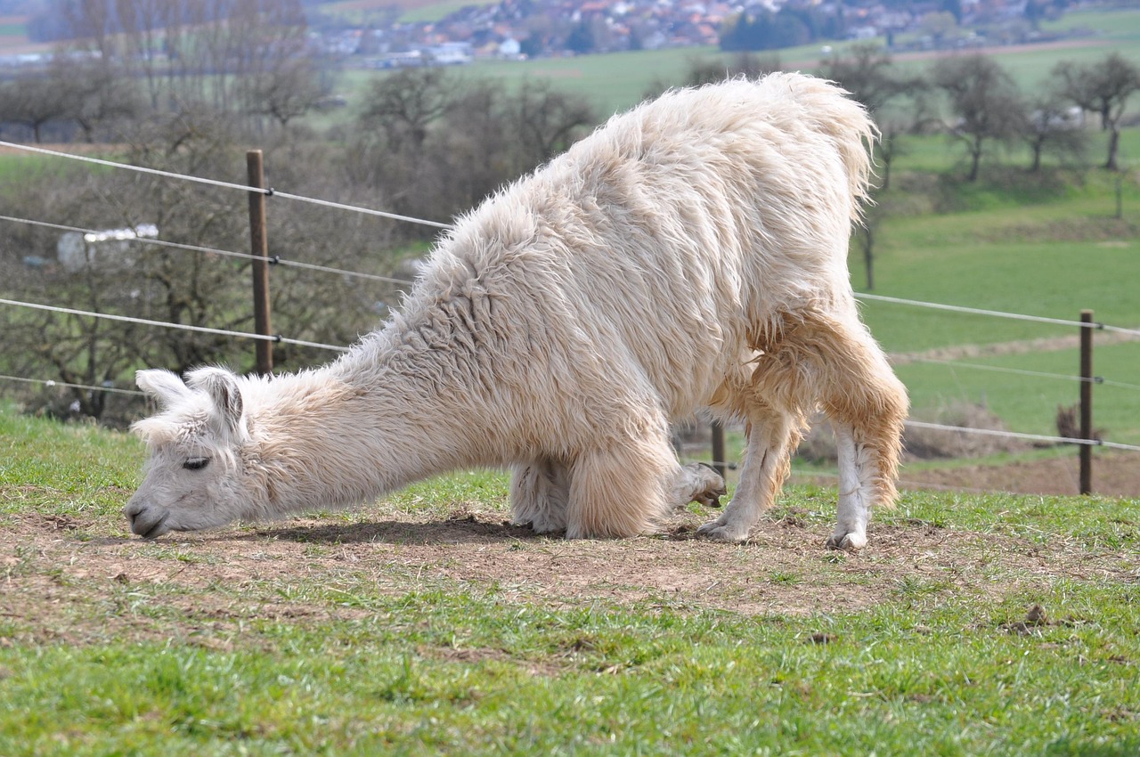 买卖微信号：廊坊购买商标平台